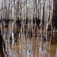 The Postsecret and the Swamp