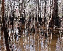 The Postsecret and the Swamp