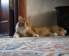 Cat Gone