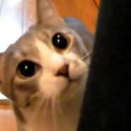 5 great cat videos