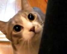 5 great cat videos